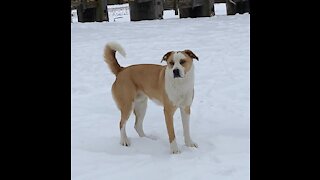 Farm Dog