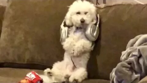 My Dog Has a Problem!