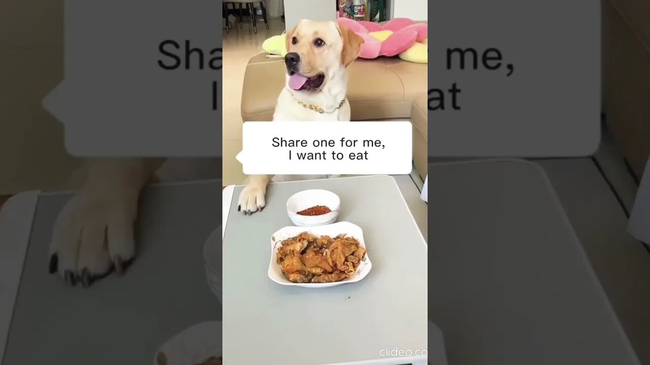 Cute Dog fighting for Food. Funny Reaction 🤣🤣 #2022 #viral #viralvideo #dog