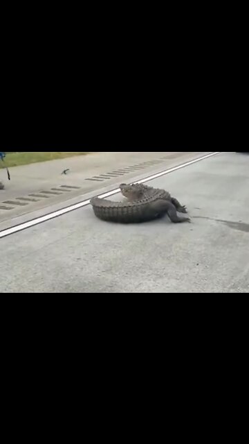 Massive alligator completely stops traffic on Georgia highway