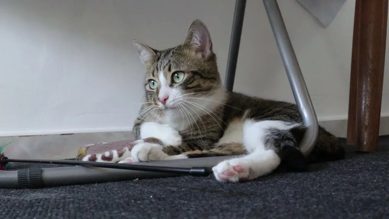 The Cat Bathes under the Table