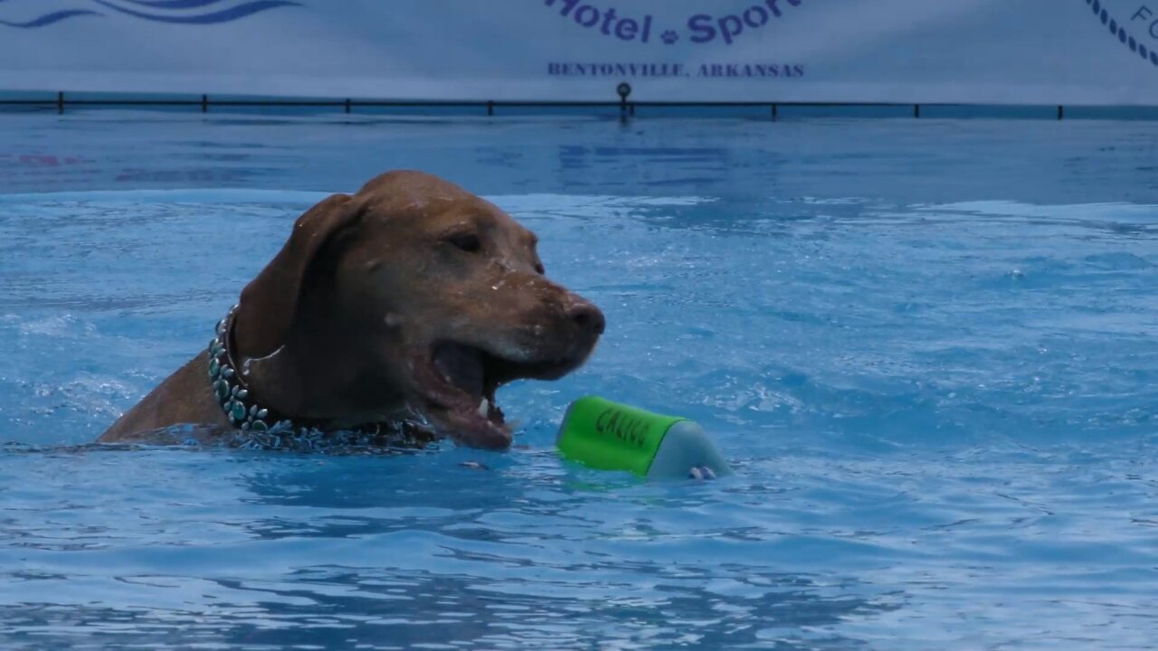 CoolWag Diving Dogs - 2021 Rocket Launch Off The Dock Splash #2