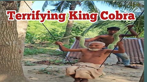 Terriying King Cobra #prank #funnyprank