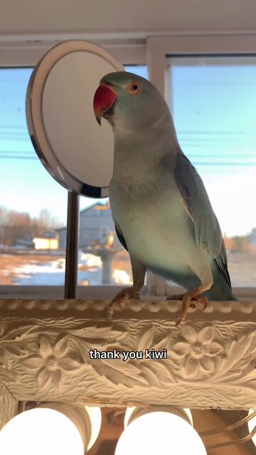 How many treats does he need 😅 parrot indianringneck talkingparrot