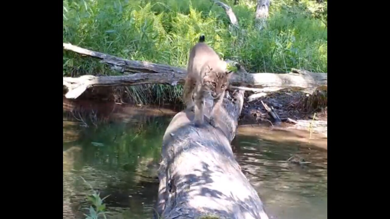 Wild animals crossing log bridge