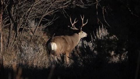 Wyoming DIY Mule Deer Hunt 2020