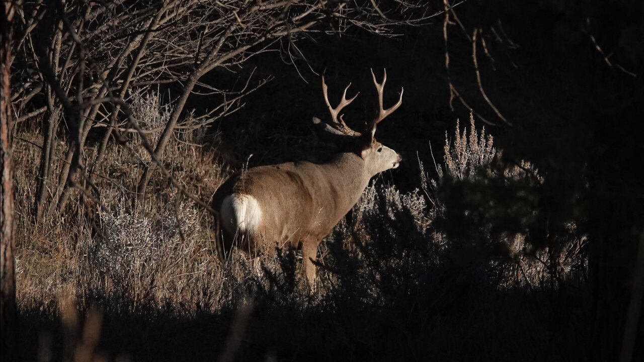 Wyoming DIY Mule Deer Hunt 2020