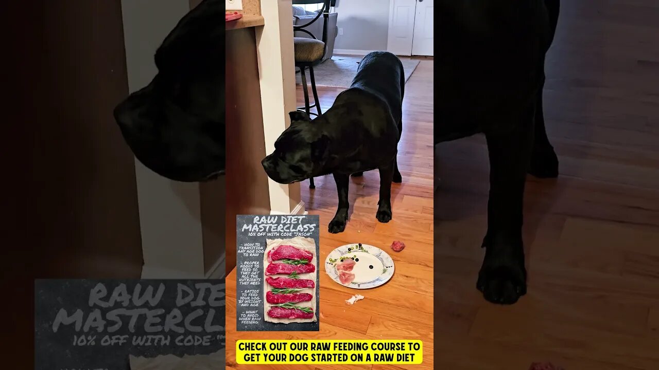 Cane Corso Eats Chicken Bones # #shorts #raw