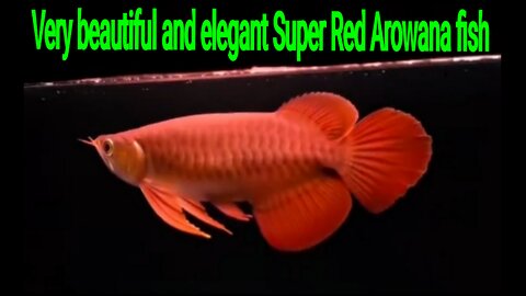 Very beautiful and elegant Super Red Arowana fish