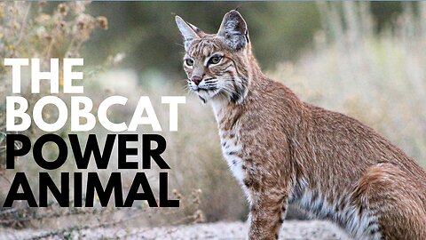 Bobcat Power Animal
