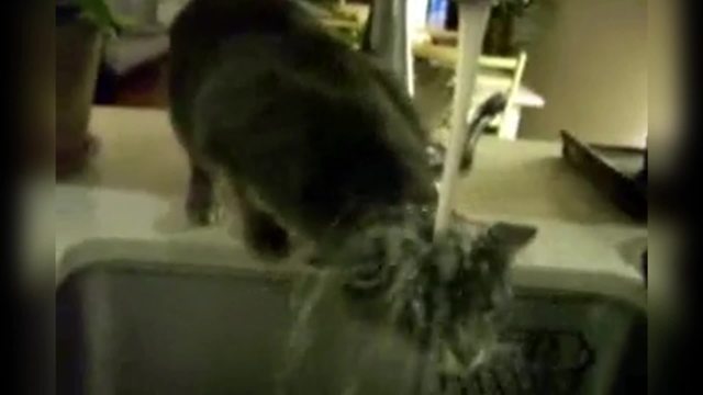 Cat Tries Drinking Water In The Kitchen