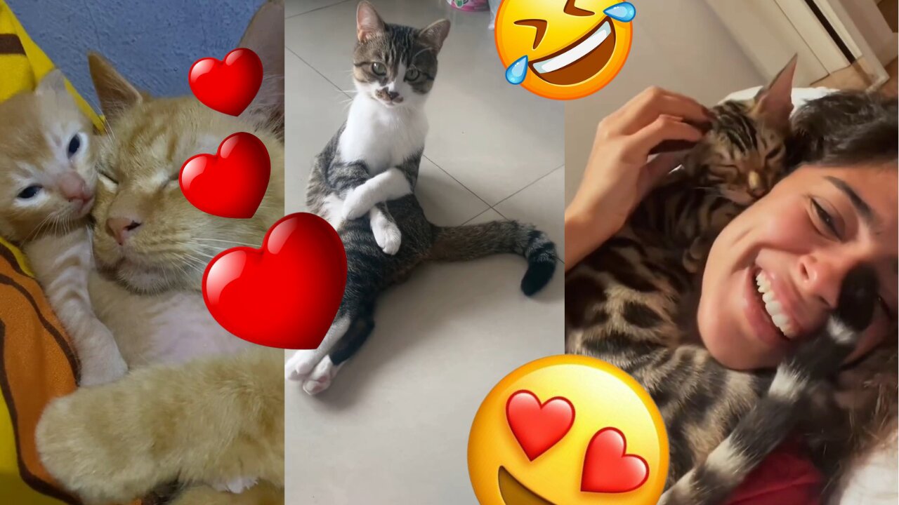 Cute Cat 😻 😺 Adorable Cat Kitten Sleeping Cat Lovely Cat Cute😭🥹 Cat Baby💕💝