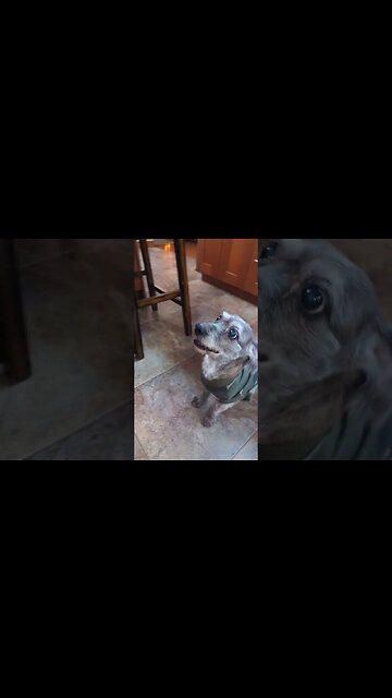 My boy is begging for some food