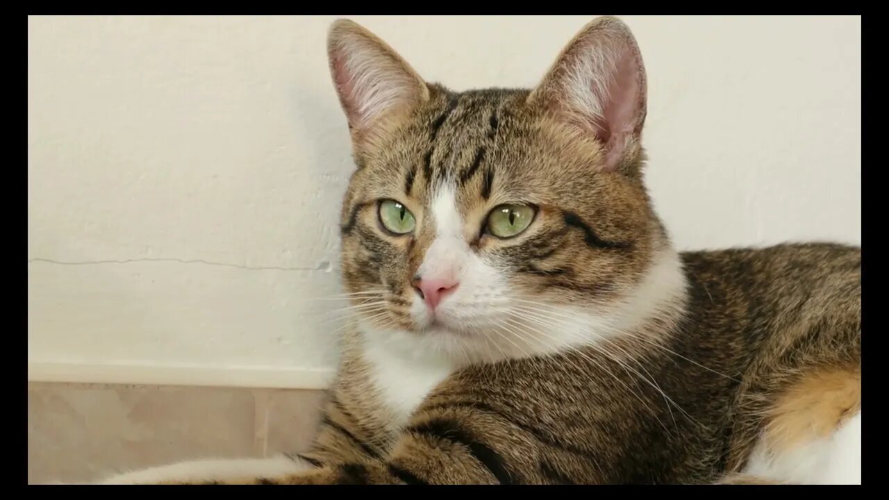 Cat Videos