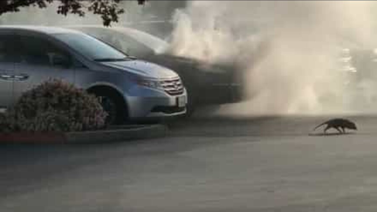 Carro pega fogo em estacionamento e suspeito é um gambá!