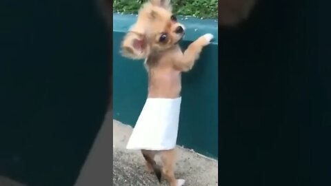 cute and funny dog compilation #shorts