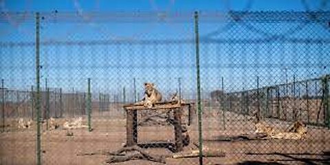 Are South Africa’s captive lions inbred_