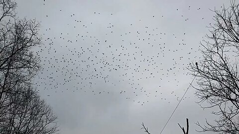 🕊️ Mass Bird Migration 🕊️