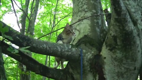 Kitten Watches River from a Tree