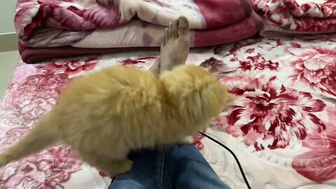 Cute#kitten#shorts❤️❤️