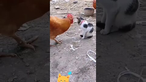 Funny cat and chicken #shorts #youtubeshorts #animals #cat