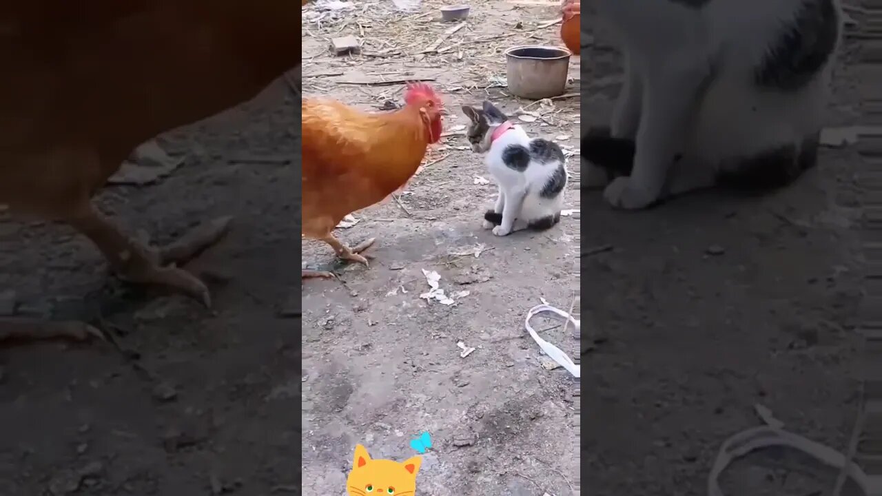 Funny cat and chicken #shorts #youtubeshorts #animals #cat