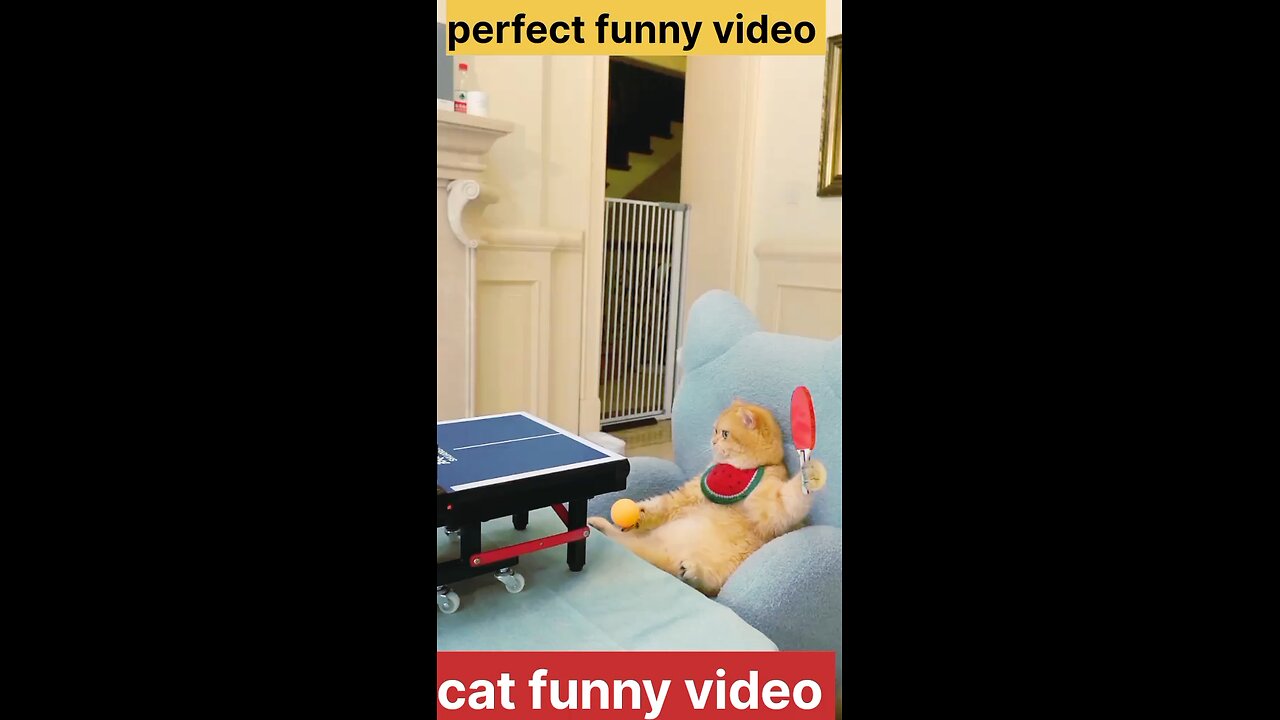 funny 😂😂🤣 cats video