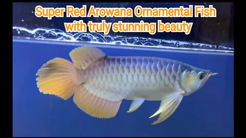 Super Red Arowana Ornamental Fish with truly stunning beauty