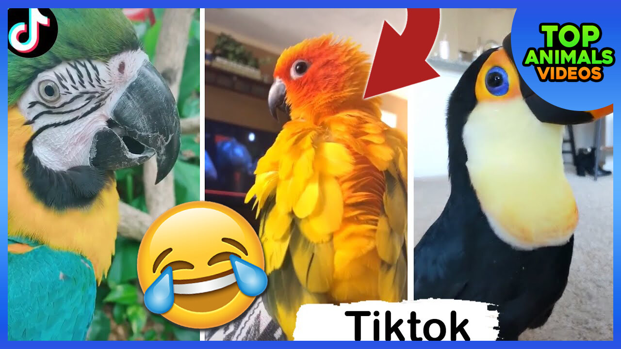 🔴 FUNNY AND CUTE PARROTS | PET BIRDS | TIKTOK COMPILATION #2 🐦😂