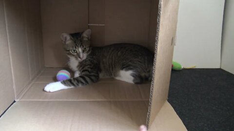 Amusing Little Cat Plays With the Ball With His Mom