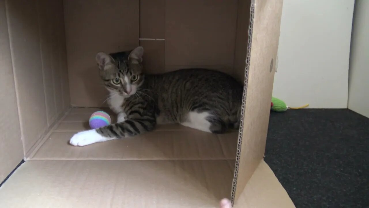 Amusing Little Cat Plays With the Ball With His Mom