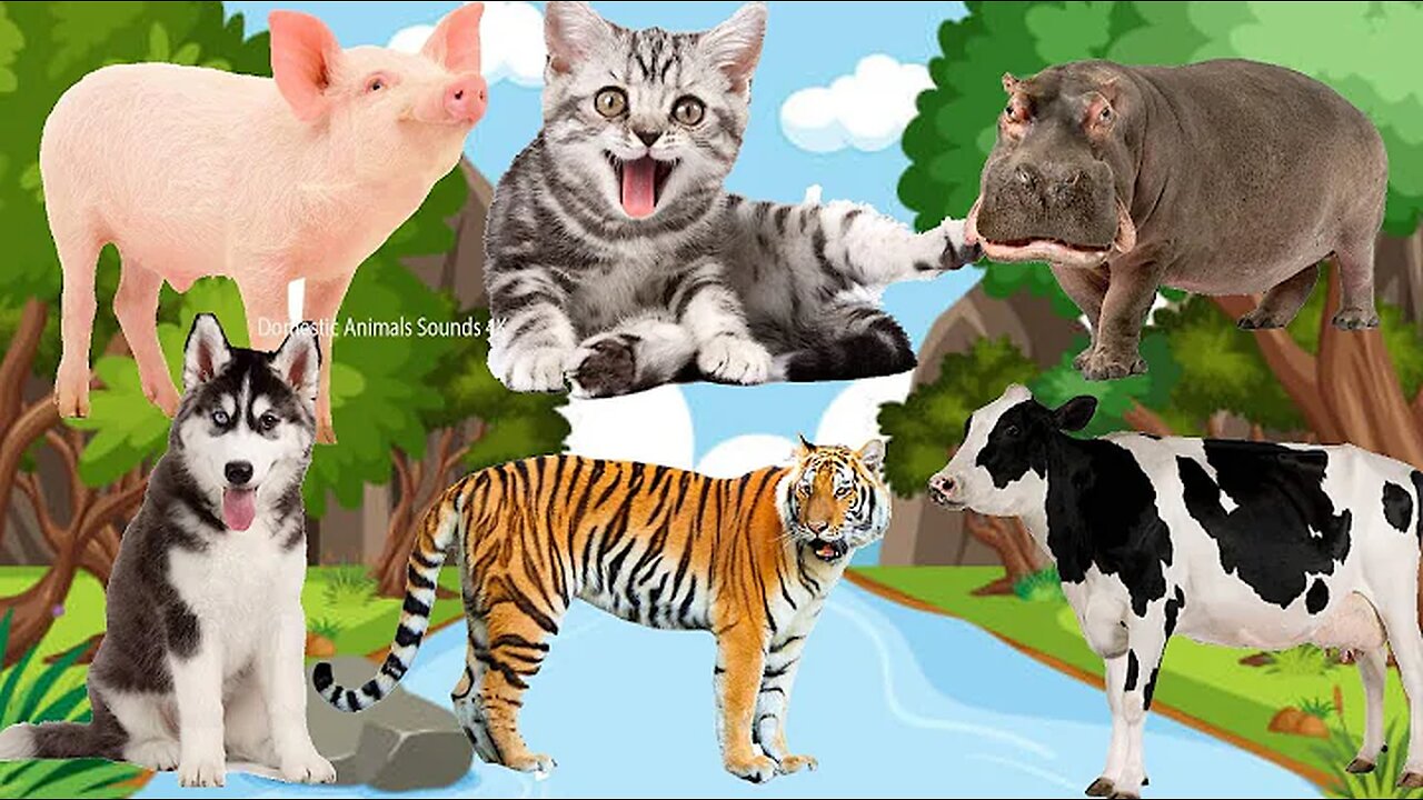 Funny animals, animal sounds: Cow, Tiger, Dog, Cat, Hippo, Pig, Fish, Otter, Buffalo