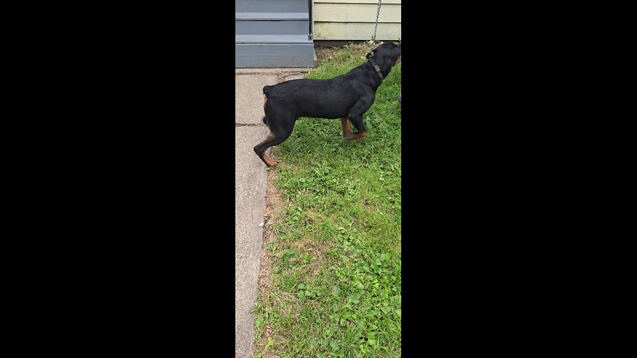 Doneyuno Rotties