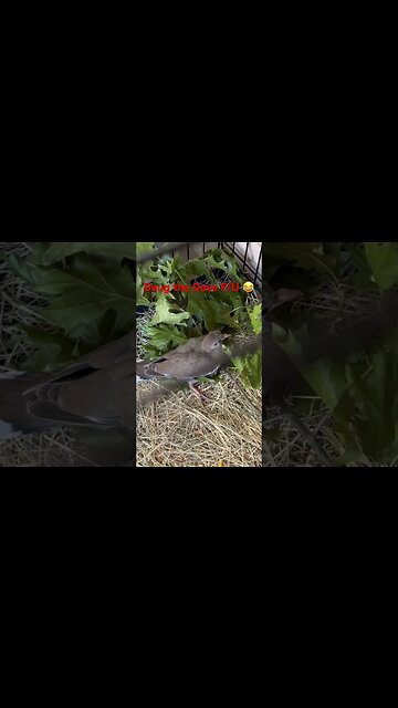 #shorts #short #shortsvideo #home #lawncare #borntofly #texas #mowing #tree #treehouse #birds #dove