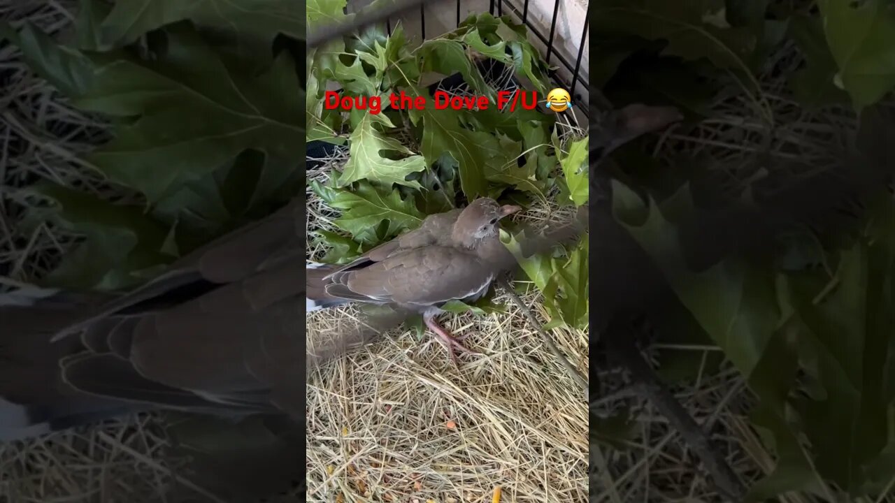 #shorts #short #shortsvideo #home #lawncare #borntofly #texas #mowing #tree #treehouse #birds #dove