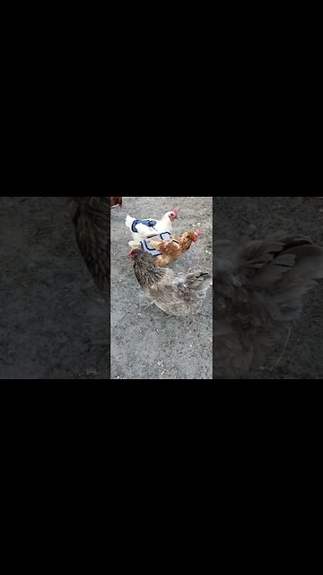 Ameraucanas Lay Eggs That Are Blue Inside The Shell And Out #chickens #homesteading #chickenlife