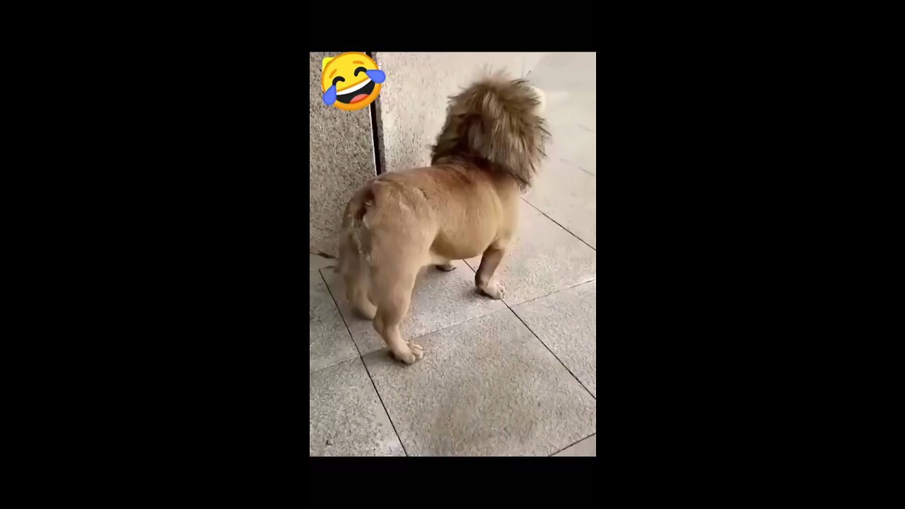 Funny dogs