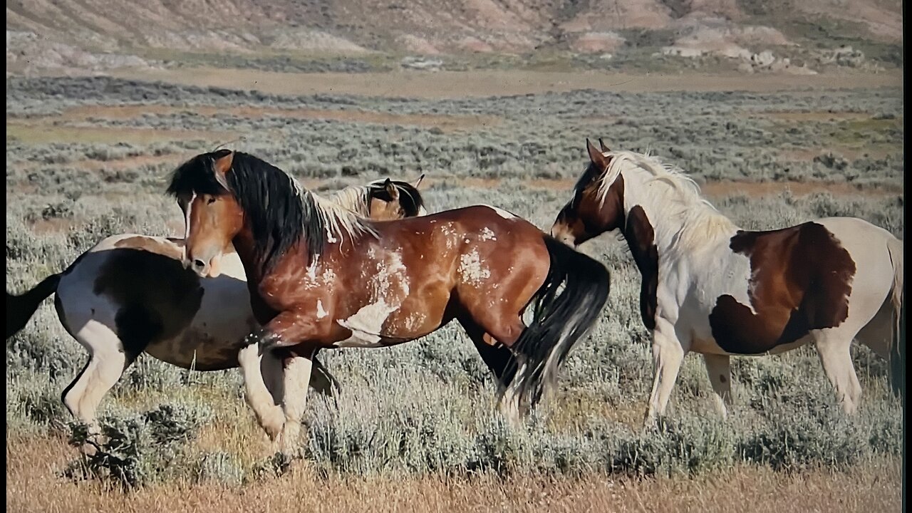 WHOA Wild Horses of America Ep 2 McCullough Peaks in Wyoming by Karen King