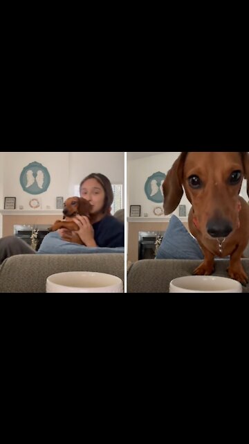 Sneaky pup caught on camera drinking owner's coffee