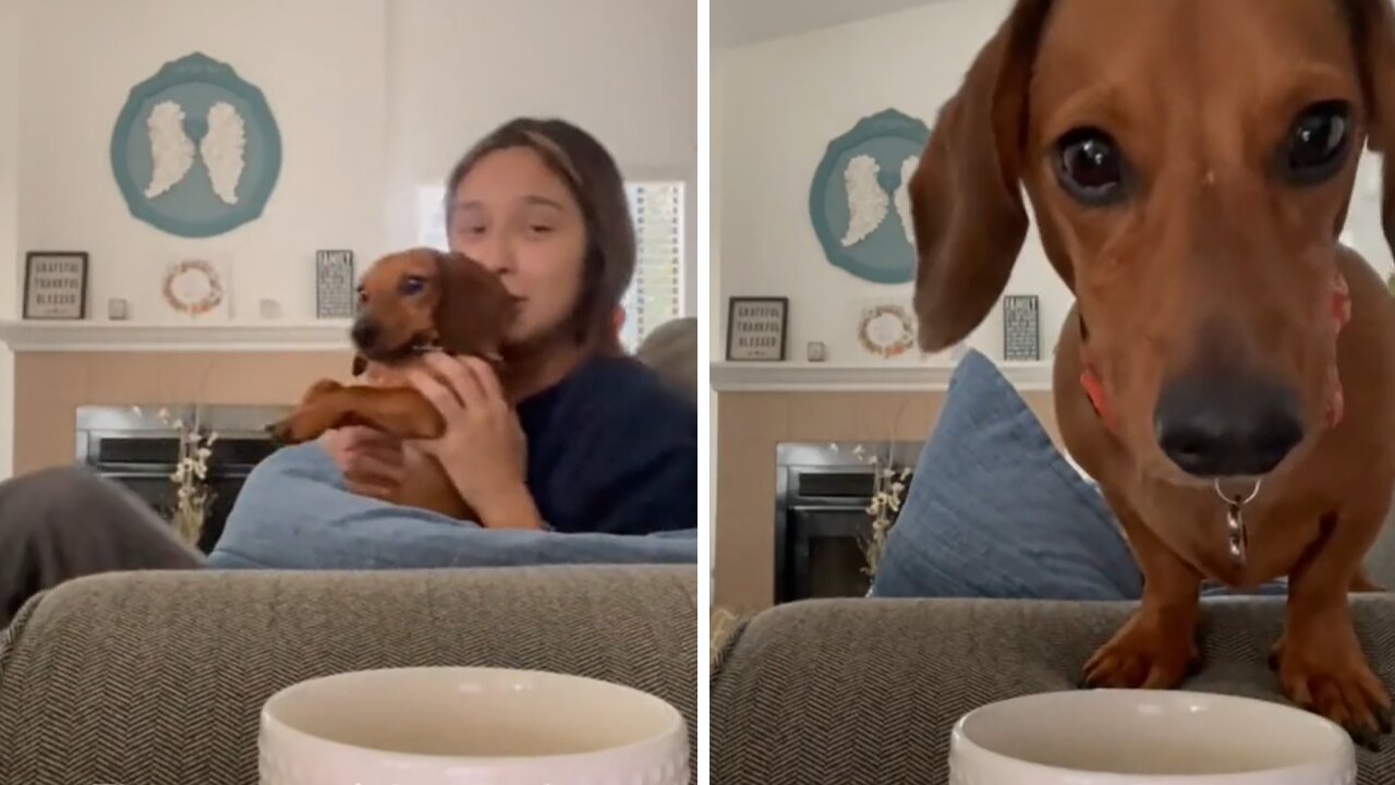 Sneaky pup caught on camera drinking owner's coffee