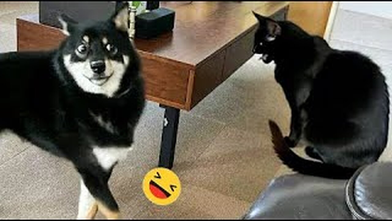 Funniest Dogs And Cats Videos 😅 - Best Funny Animals Videos