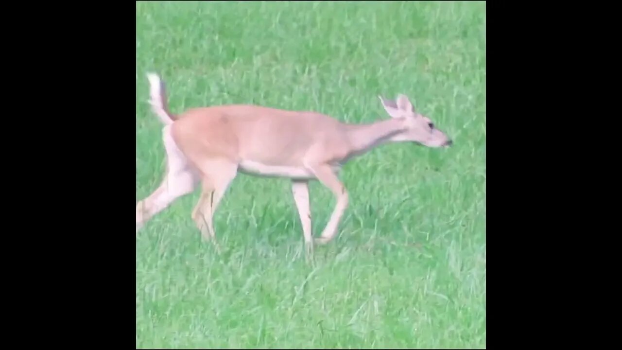 deer