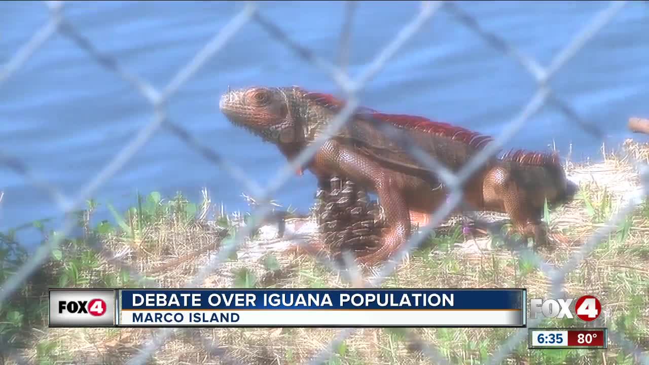 Island's booming iguana population prompts more funding for trapping, removal