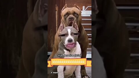 gatonildes pegou ar