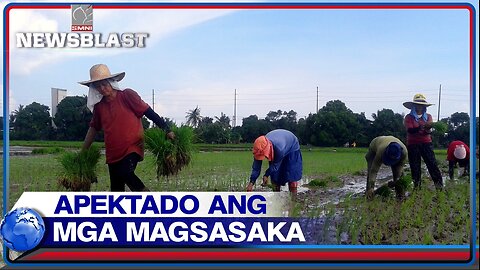 Mga magsasaka, posibleng hindi na magtanim ng palay