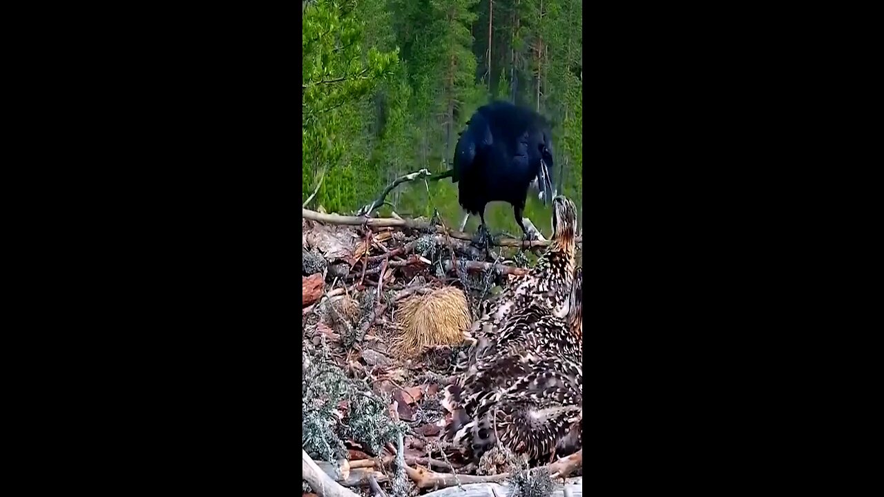 bird baby eating