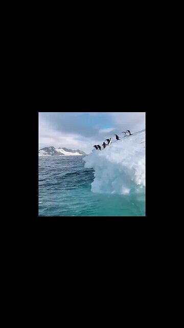 penguins clumsily dive off a glacier