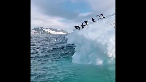 penguins clumsily dive off a glacier