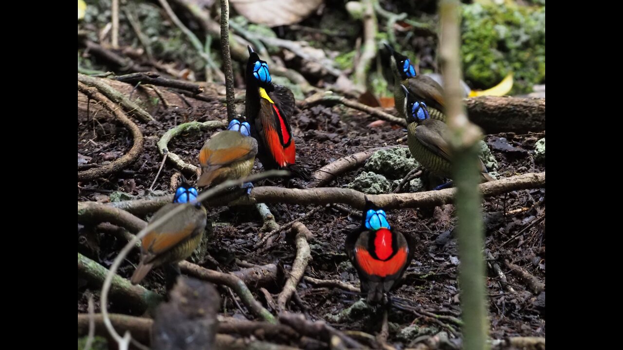 25 Wilson’s Bird of Paradise Facts!!!