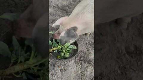 Pigs not a fan of the broccoli! #pigs #pig #hog #hogs #broccoli #shorts